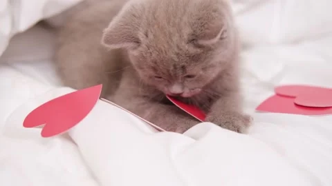 Small grey kitten playing with red hearts on white blanket on bed. Adorable Stock Footage 231724140