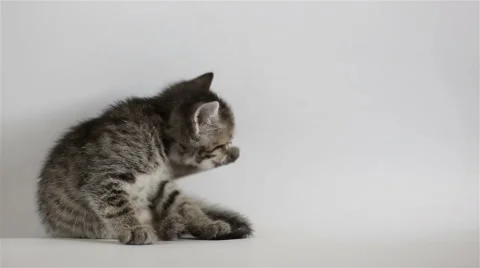Small grey kitten washes Stock Footage 60668350