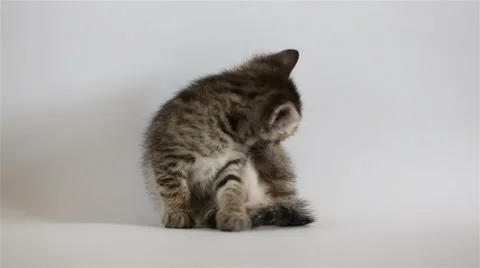 Small grey kitten washes Stock Footage 62516911
