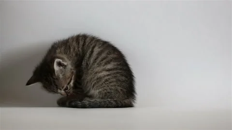 Small grey kitten washes Video stock 62988363