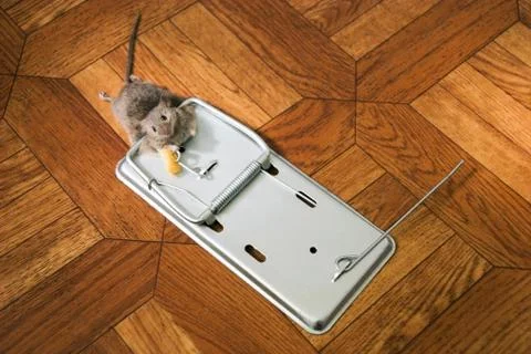 The small grey mouse has got in a mousetrap on a floor Foto stock