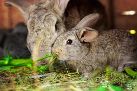 A small grey rabbit next to my mother. Touching animal relationships. Stock-Fotos