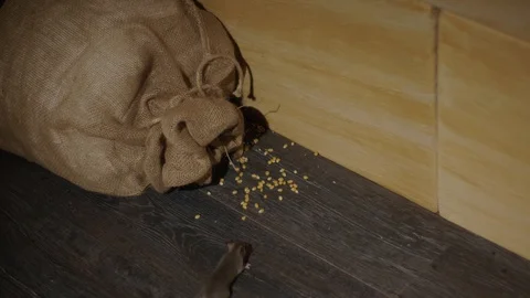 A small grey rat sniffs the air then takes grain from a sack near a stone wall. Stock Footage 130056505