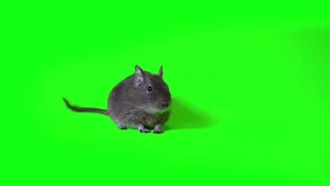 Small grey rat walking slowly across bright green screen background with video 動画素材 343805443