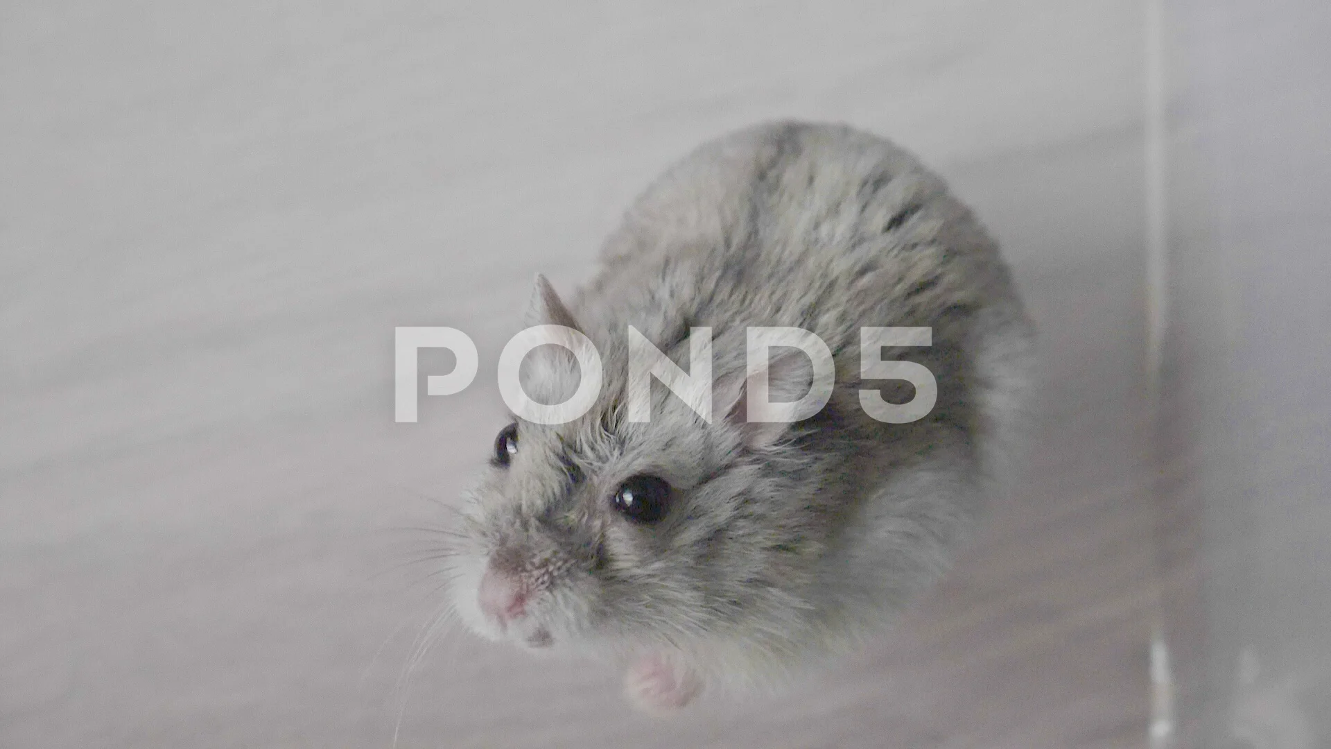 russian dwarf hamster grey