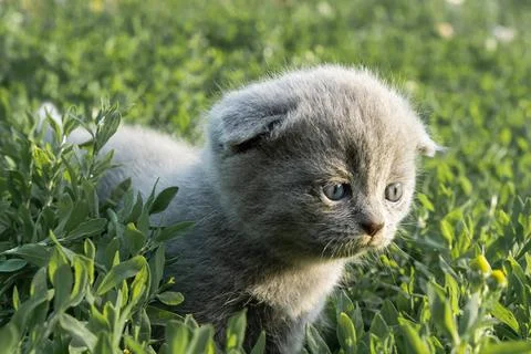 A small grey Scottish fold kitten walks on a green lawn Stock Photos