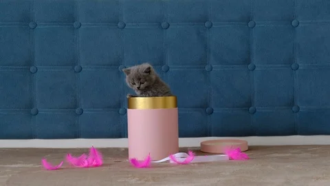 A small grey Scottish kitten climbs out of a round gift box. Nice gift. Stock Footage 128639160