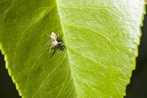 Small grey spider climbing while hunting prey on a leaf Stock Photos