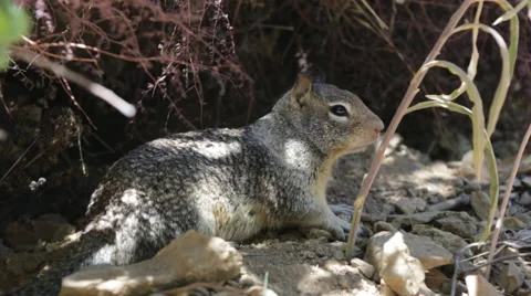 SMALL GREY SQUIRREL SITTING IN SHADE Stock Footage 53281932