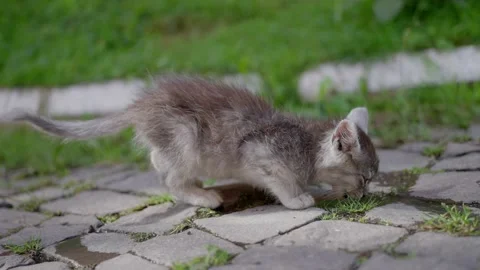Small, grey, stray kitten, drinking water from a puddle in the park, close-up Stock Footage 209616119