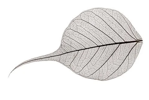 Small grey transparent dried fallen leaf small grey transparent dried fall... Foto stock