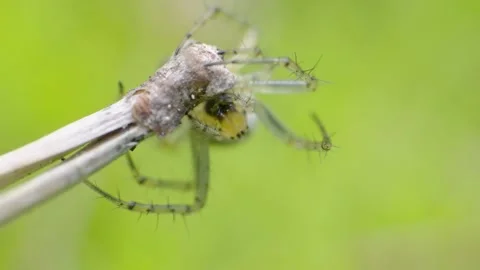 Small grey wild spider moving on branch. Super macro close-up with blurred Stock Footage 156466440