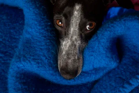 Small greyhound with curious look Foto stock