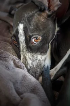 Small greyhound with direct look Stock Photos