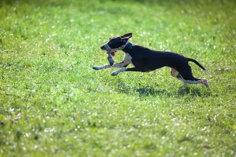 Small greyhound in jump Stock Photos