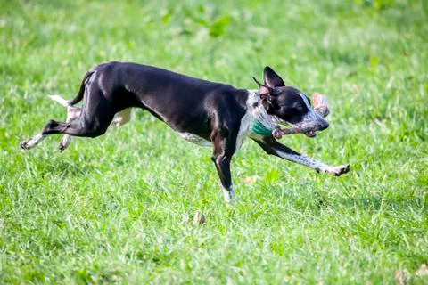 Small greyhound in jump Stock Photos