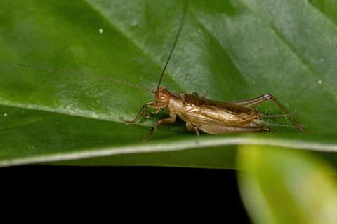 Small Ground Cricket Foto stock