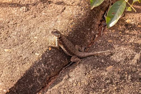 Small ground lizard Foto stock