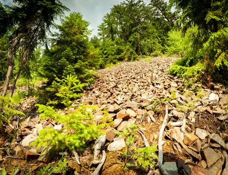 Small ground road through a wer green fir tree forest Stock Photos