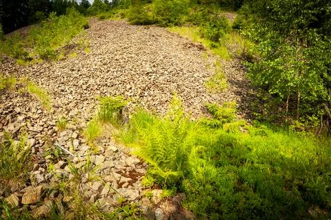 Small ground road through a wer green fir tree forest Stock Photos