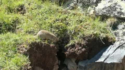 Small ground squirrel approaches its hole. Stock Footage 140795507