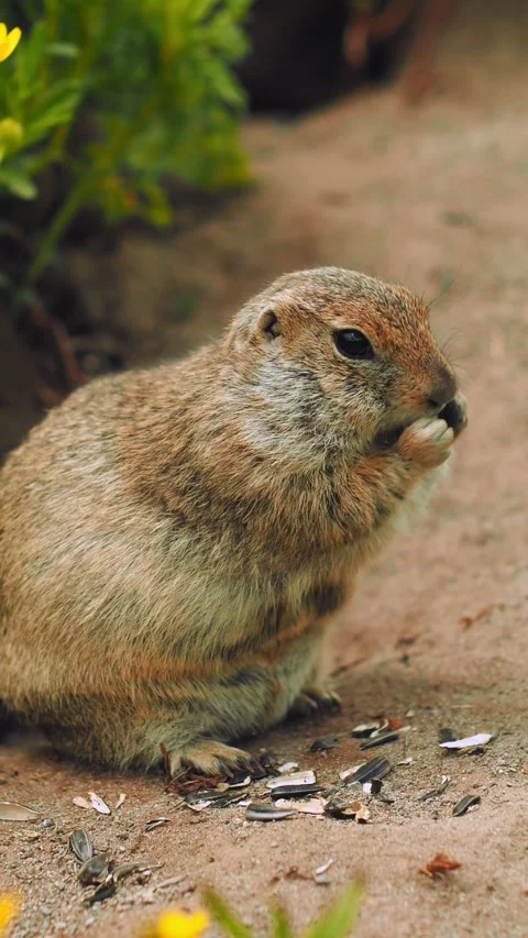 A small ground squirrel is seen calmly foraging for seeds on the ground. The 動画素材 312463804