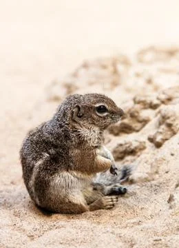 Small ground squirrel sit at sand Stock Photos