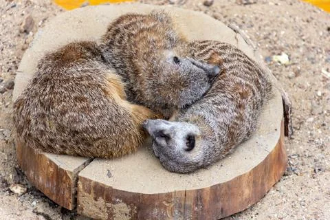 Small ground squirrels sleep on the trunk of a tree Stock Photos