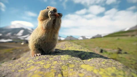 Small groundhog filling cheeks with nuts, Kamchatka, Russia Stock Footage 271705778