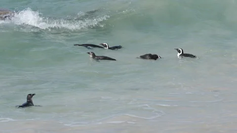 Small group of African Penguins swim and float in shallow sea water near rocks Stock Footage 252191860
