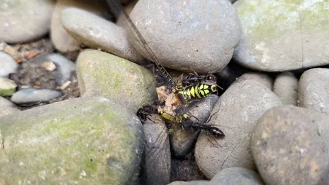 A small group of ants are dragging a dead dragonfly around Stock Footage 281629828