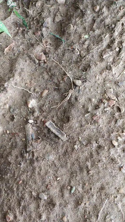 A small group of ants moving here and there on mud. Video stock 137647882