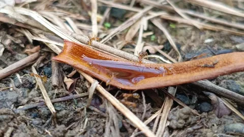 Small Group of Ants Sharing a Water Drop on a Forest Pod Видео 332315358