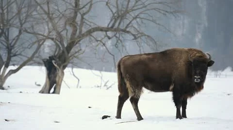 A small Group of Aurochs, Bison Herd in Winter Snow Season, Meadow Landscape Stock Footage 21469049