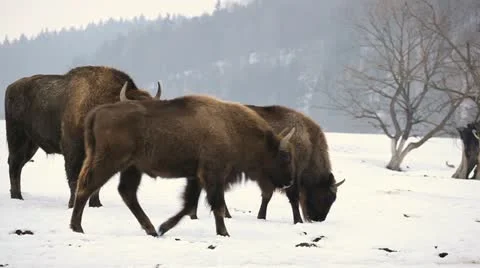 A small Group of Aurochs, Bison Herd in Winter Snow Season, Meadow Landscape Stock Footage 21470033