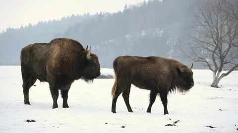 A small Group of Aurochs, Bison Herd in Winter Snow Season, Meadow Landscape Stock Footage 21471861