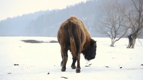 A small Group of Aurochs, Bison Herd in Winter Snow Season, Meadow Landscape Stock Footage 21472937