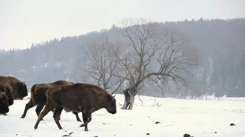 A small Group of Aurochs, Bison Herd in Winter Snow Season, Meadow Landscape Stock Footage 21478046