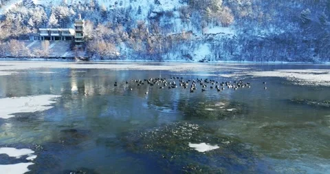 Small Group Of Birds Flocking In Ice Cold Lake Winter Nature Aerial Orbit Zoom Stock Footage 300473835