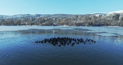 Small Group Of Birds In A Large Ice Covered Water Reservoir Nature Winter Orbit Stock Footage 289420462