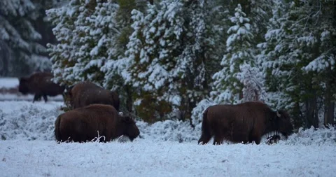 Small group of bison grazing beside trees in snow covered spring landscape Stock Footage 339094520