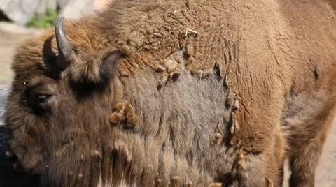 A Small Group Of Bisons in Wildlife, Resting, Relaxing, Savanna Stock Footage 8955238
