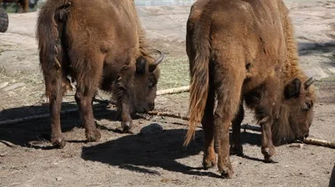 A Small Group Of Bisons in Wildlife, Resting, Relaxing, Savanna Video stock 8955662