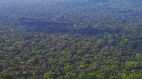 Small Group of Black Vultures Flying Over Amazon Rainforest in Tambopata, Peru, Stock Footage 314322330