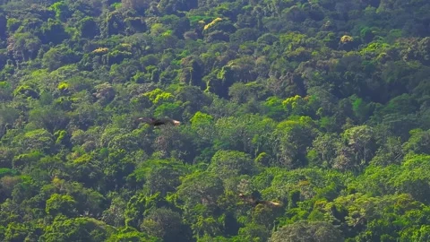 Small Group of Black Vultures Flying Above Green Rainforest in Tambopata, Peru, 스톡 동영상 314322381