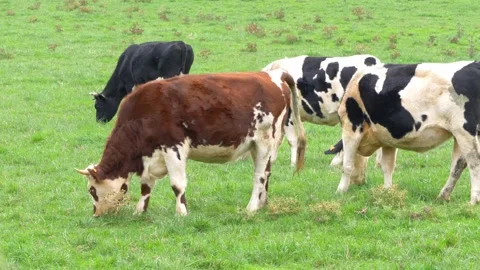 Small group of black white and brown cows grazing peacefully in a meadow Stock Footage 293854713