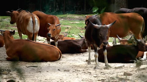 A Small Group Of Bovinae, Buffalo in Wildlife, Resting, Relaxing, Savanna Stock Footage 2001253