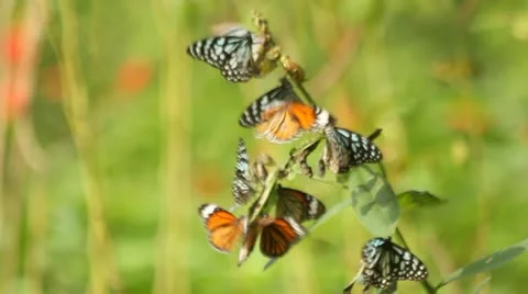 Small group of butterflies Stock Footage 12600254