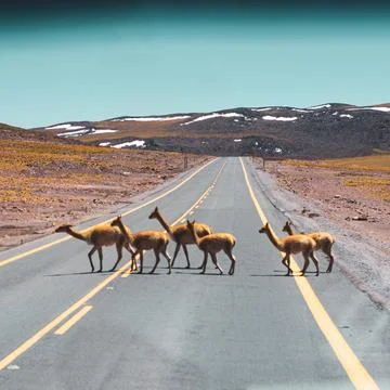 Small group of camelids crossing the road as a family in the middle of the road Stock Photos