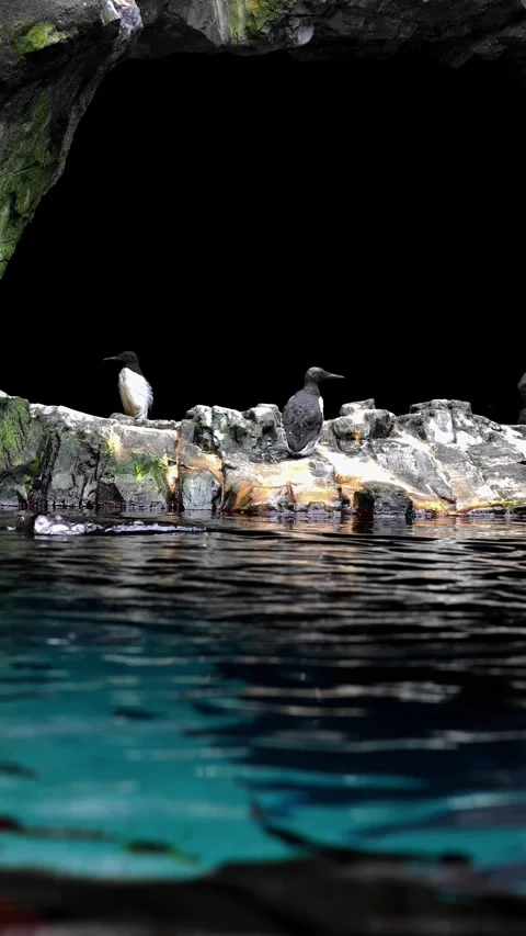 Small group of common guillemots (Uria aalge) perched on coastal rocks in 4K Stock Footage 316490631